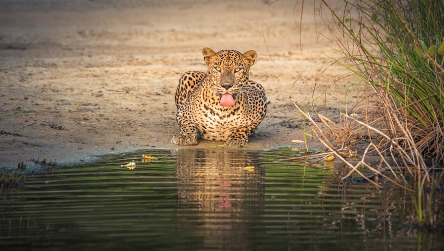 Wilpattu